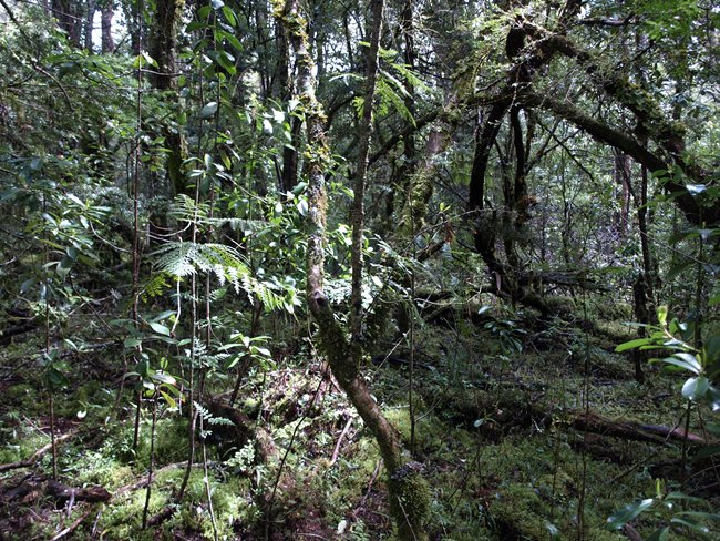 ../../Pictures/231209/031 borealer Regenwald.JPG